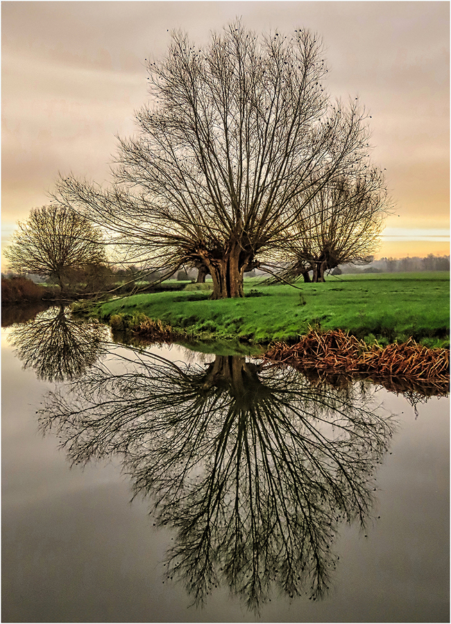 Tree Reflections - Amanda Bancroft